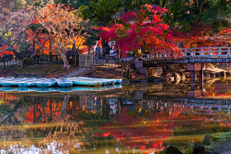 1159_奈良公園鷺池_奈良