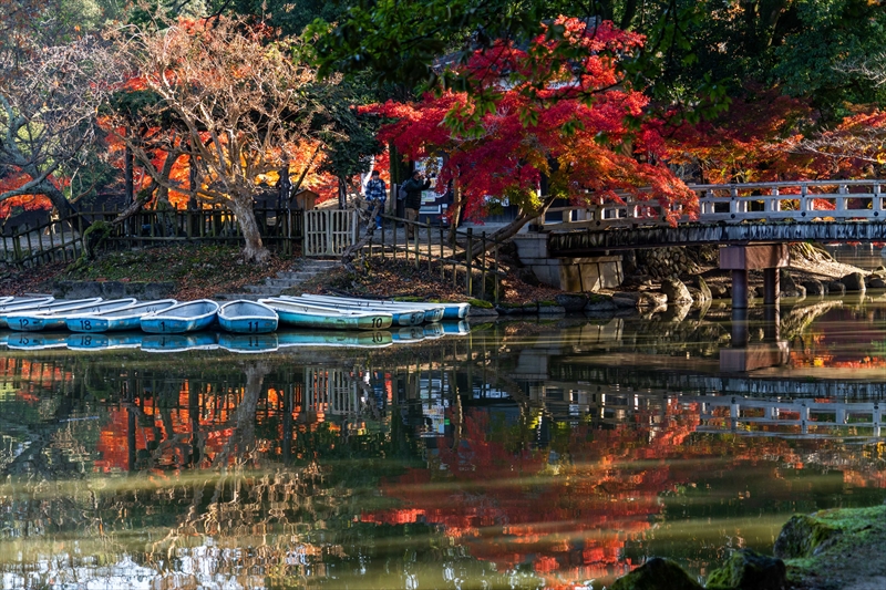 1159_奈良公園鷺池_奈良