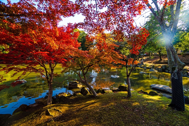 1160_奈良公園鷺池_奈良