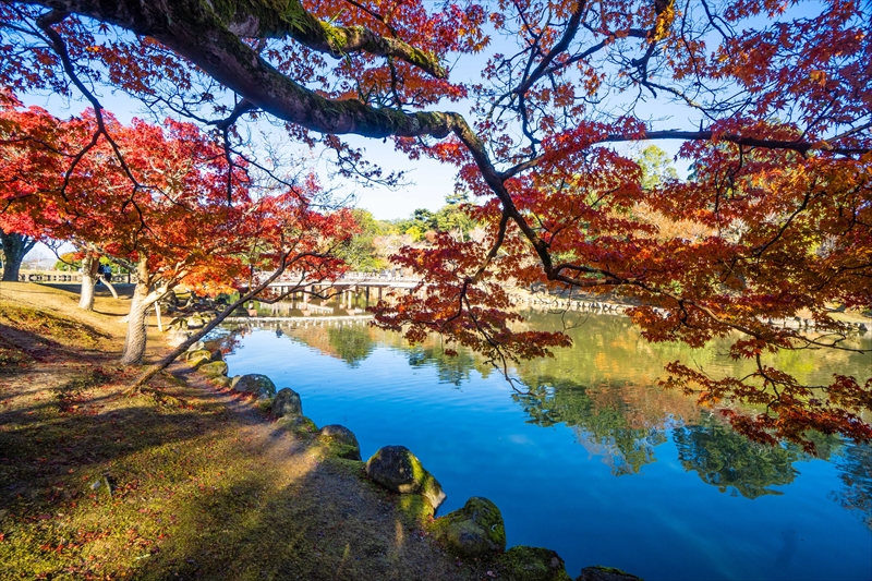 1161_奈良公園鷺池_奈良