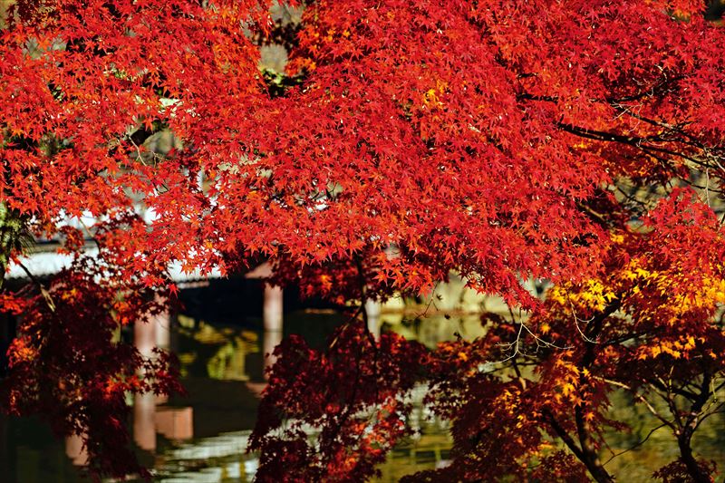 1162_奈良公園鷺池_奈良