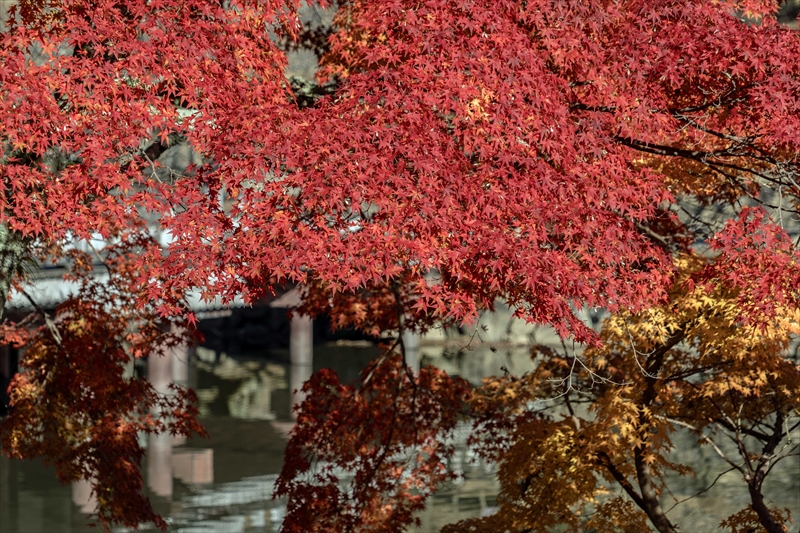 1162_奈良公園鷺池_奈良