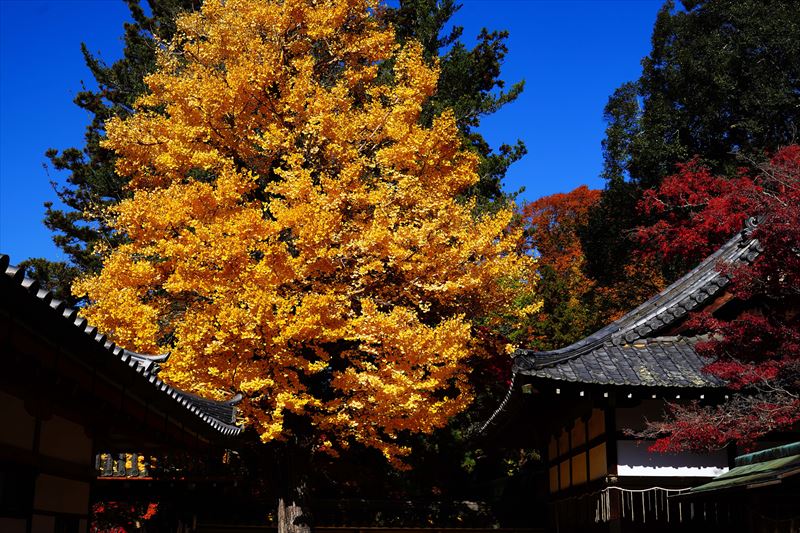 1181_手向山八幡宮_奈良