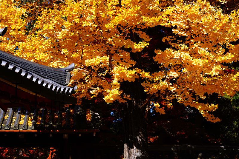 1182_手向山八幡宮_奈良