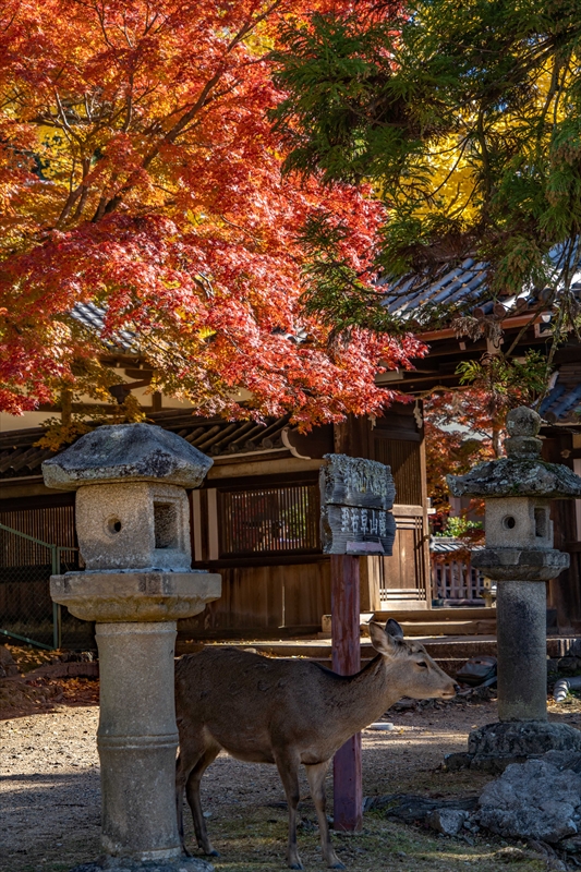 1185_手向山八幡宮_奈良