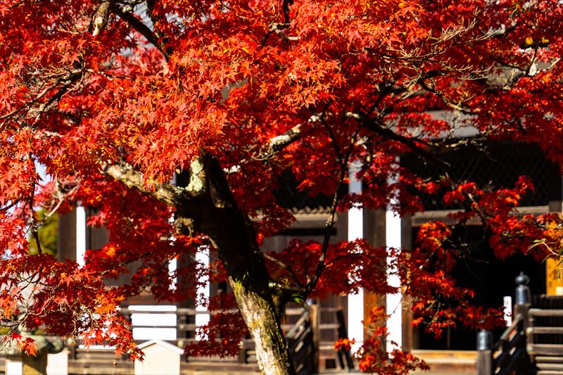 1188_東大寺法華堂_奈良