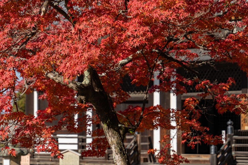 1188_東大寺法華堂_奈良