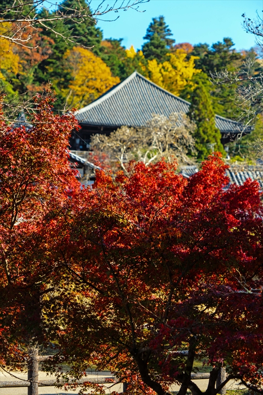 1195_東大寺二月堂_奈良