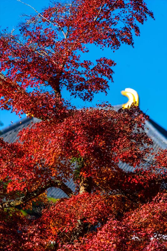 1216_東大寺大仏殿_奈良