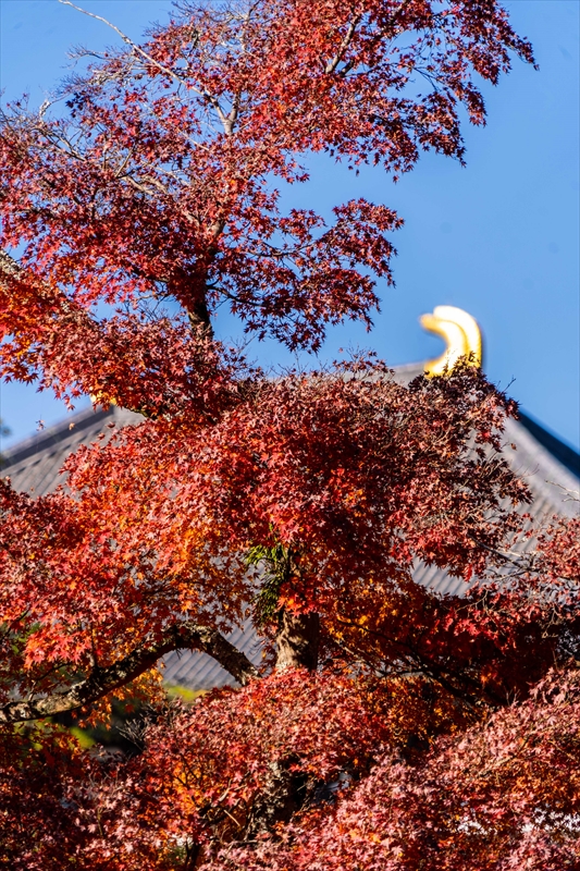 1216_東大寺大仏殿_奈良