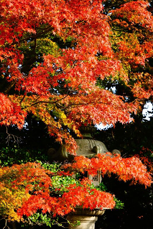 1222_下関市長府庭園_山口