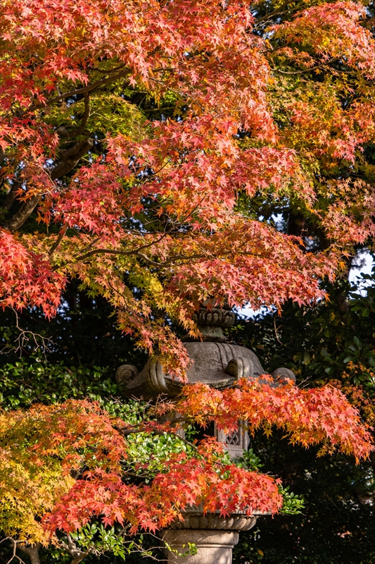 1222_下関市長府庭園_山口