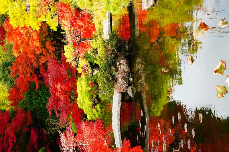 1018_下関市長府庭園_山口