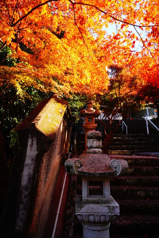 1272_紅葉八幡宮_福岡