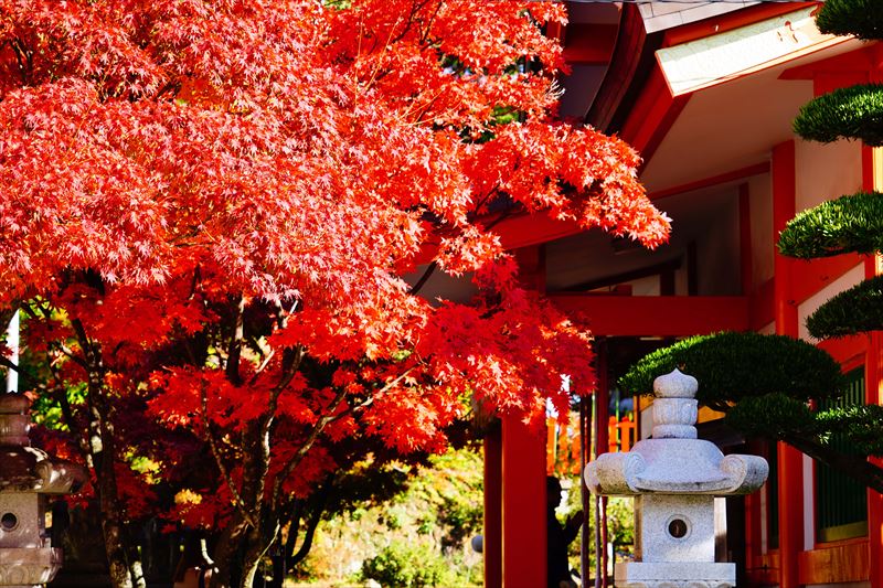 1274_紅葉八幡宮_福岡