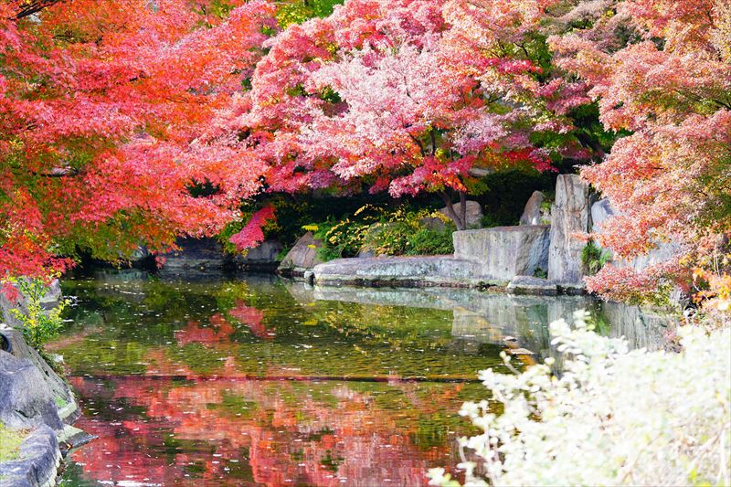 1097_名古屋市徳川園_愛知