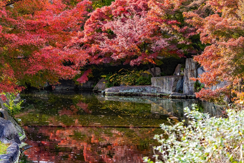 1097_名古屋市徳川園_愛知