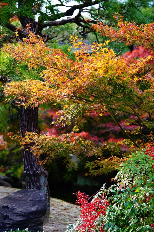 1099_名古屋市徳川園_愛知