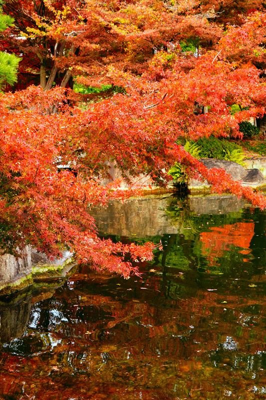 1100_名古屋市徳川園_愛知