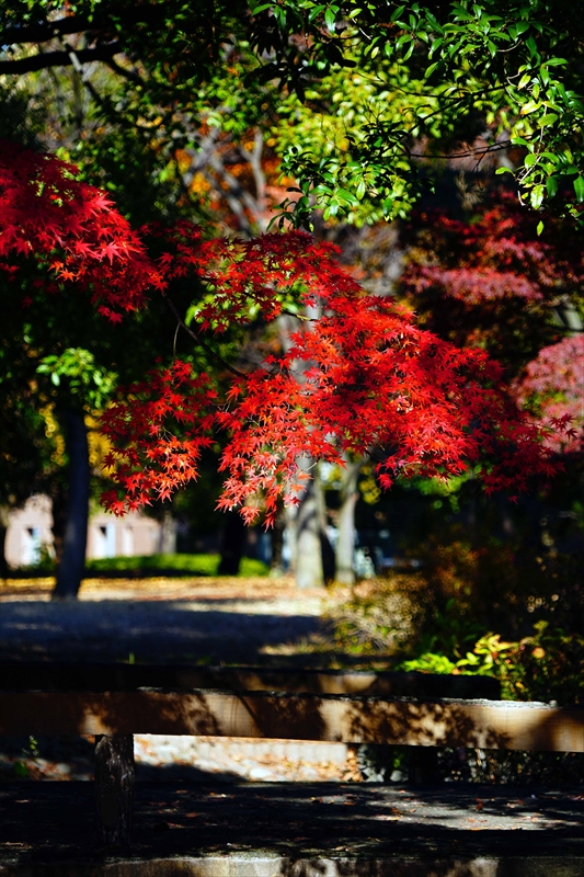 1075_江東区清澄公園_東京