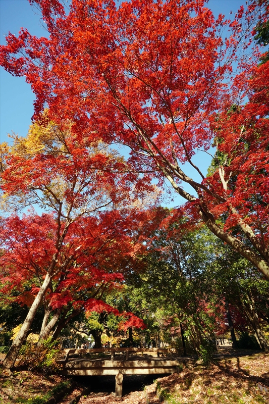 1076_江東区清澄公園_東京