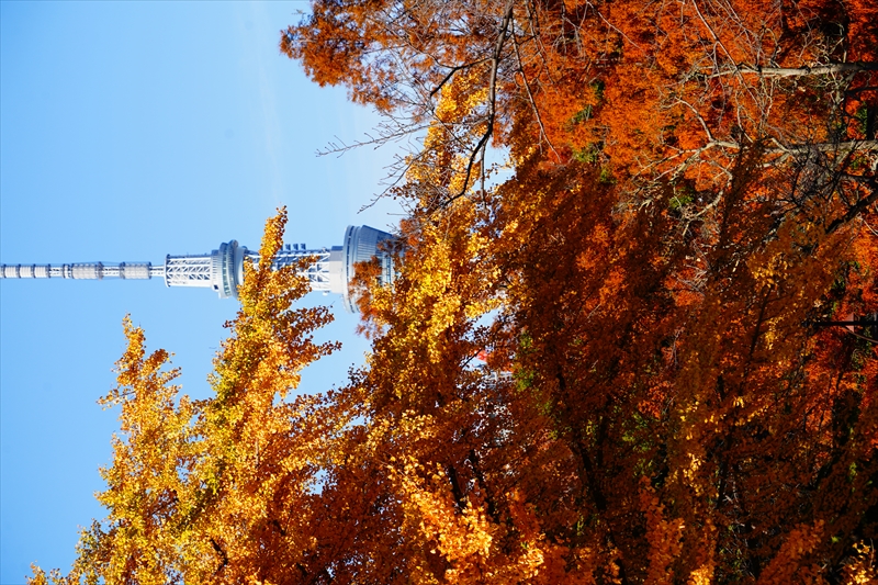 1081_江東区猿江恩賜公園_東京