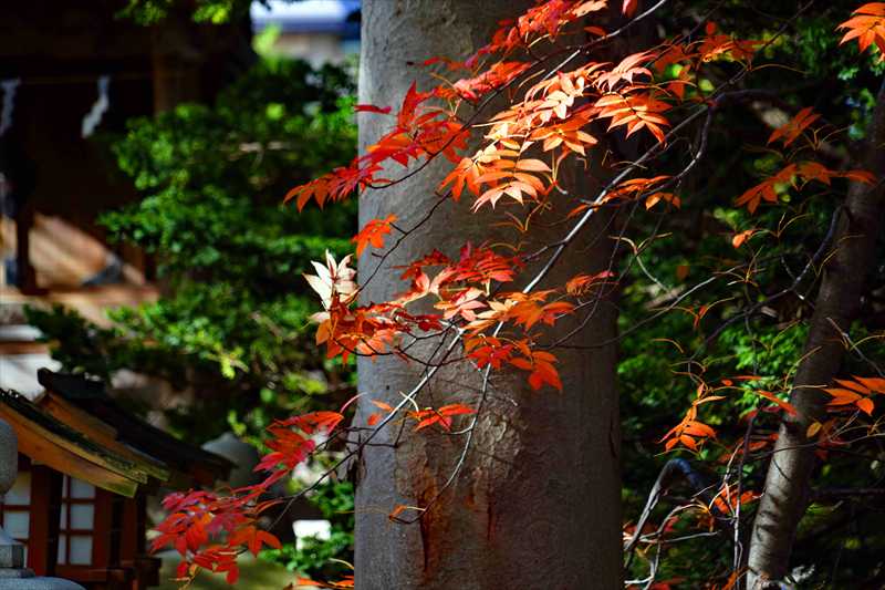 1056_函館亀田八幡宮_北海道