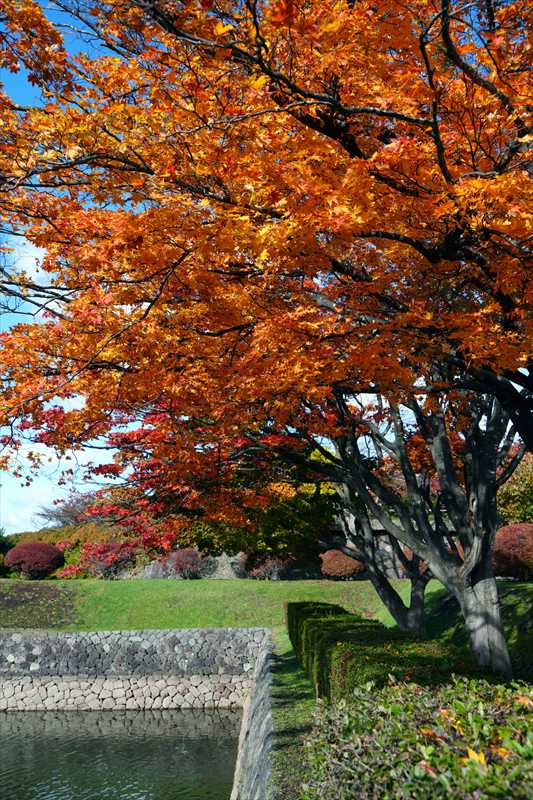 1012_函館五稜郭公園_北海道