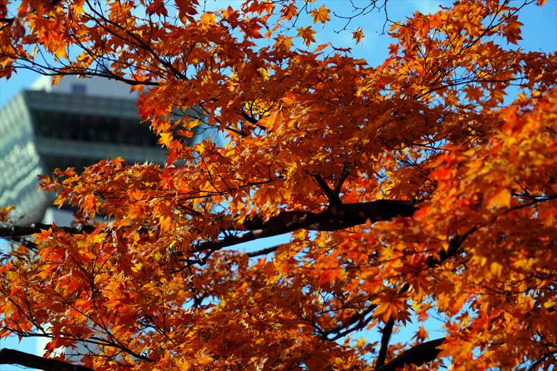 1013_函館五稜郭公園_北海道