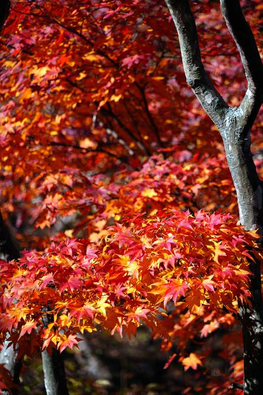 1023_函館五稜郭公園_北海道