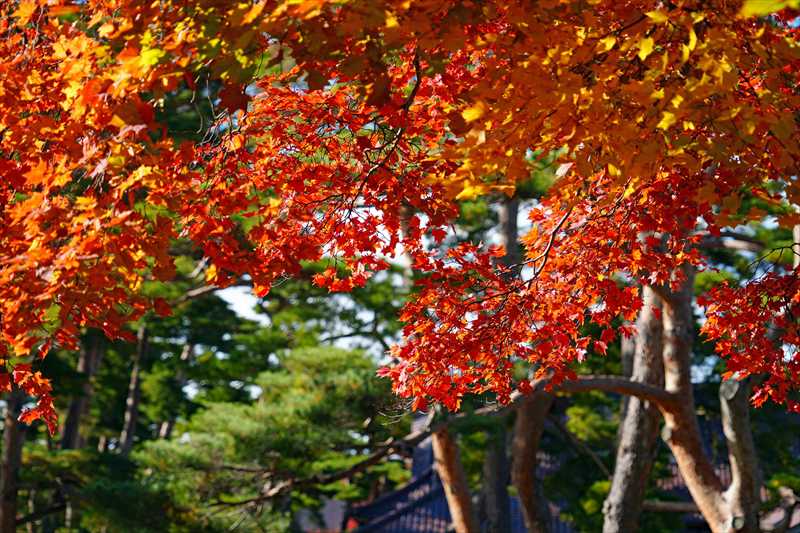 1026_函館五稜郭公園_北海道