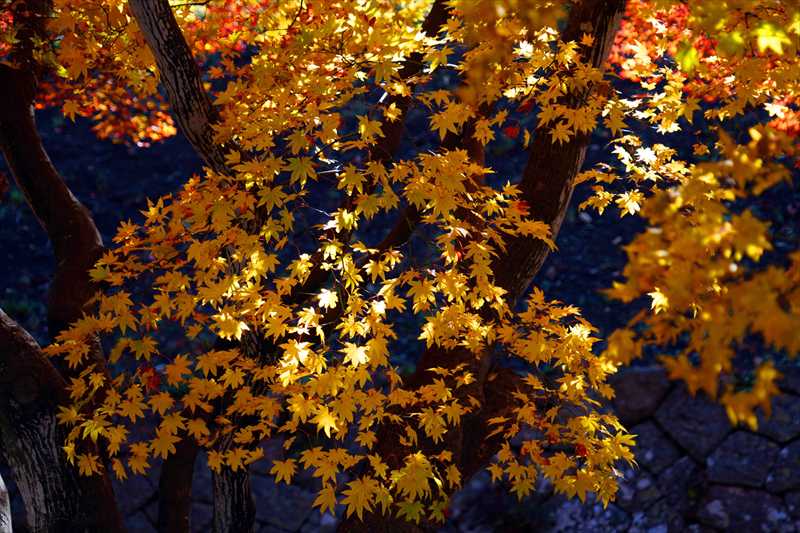 1028_函館五稜郭公園_北海道