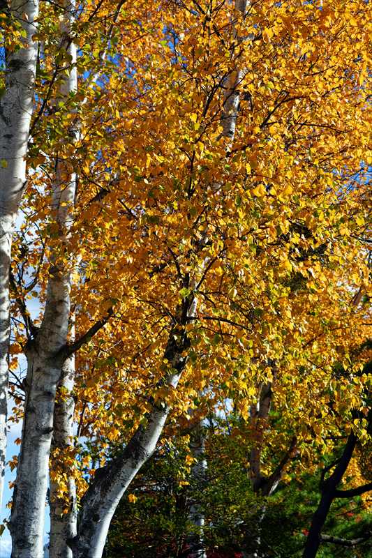 1004_函館市内_北海道