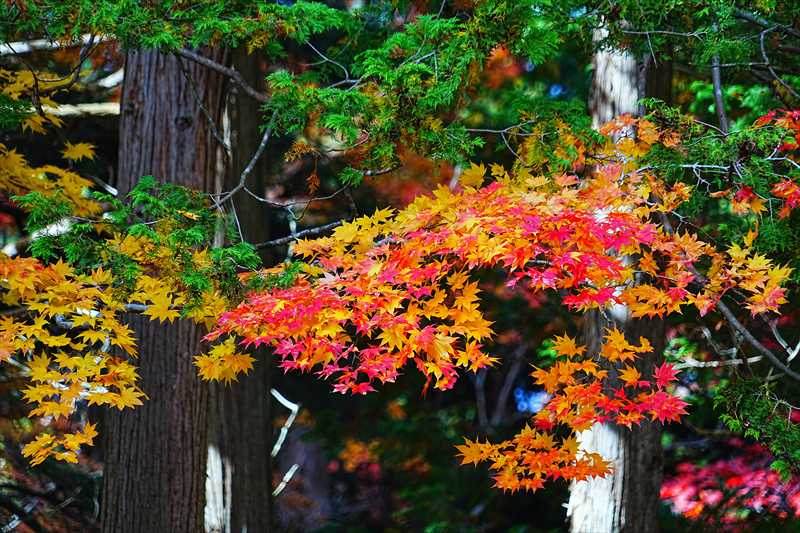 1050_函館見晴公園_北海道