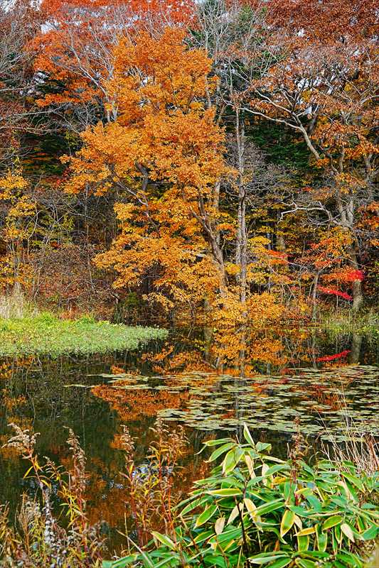 1062_大沼公園_北海道
