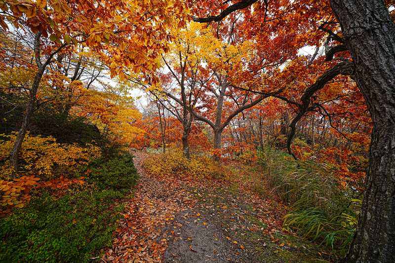 1073_大沼公園_北海道