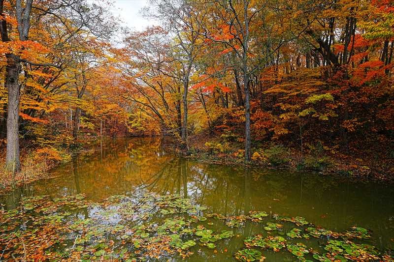 1088_大沼公園_北海道