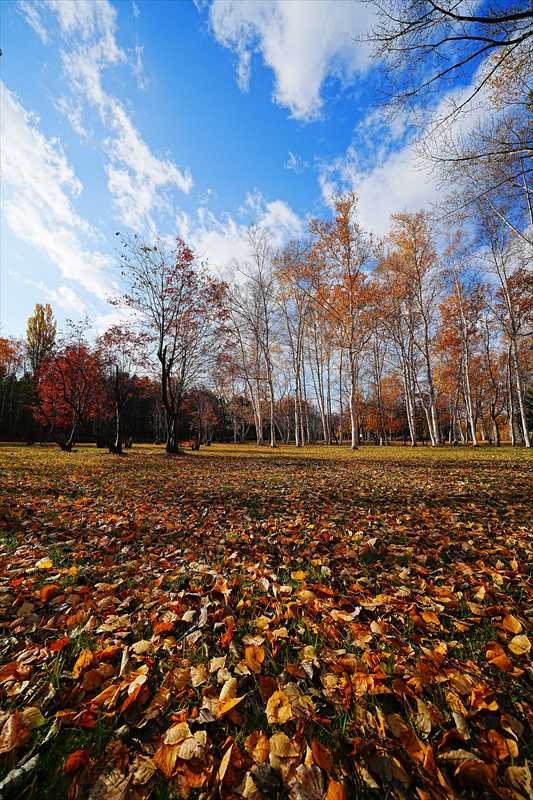 1117_札幌真駒内公園_北海道