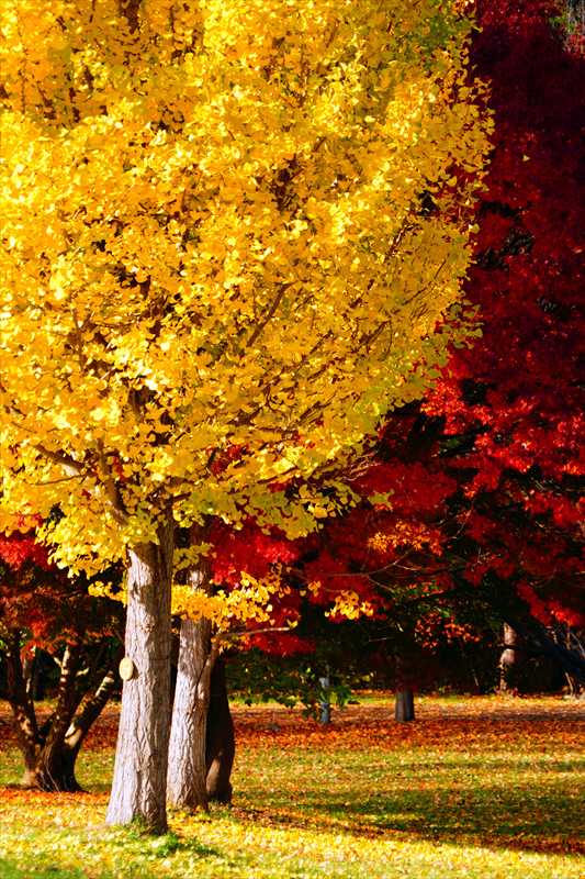 1122_札幌真駒内公園_北海道