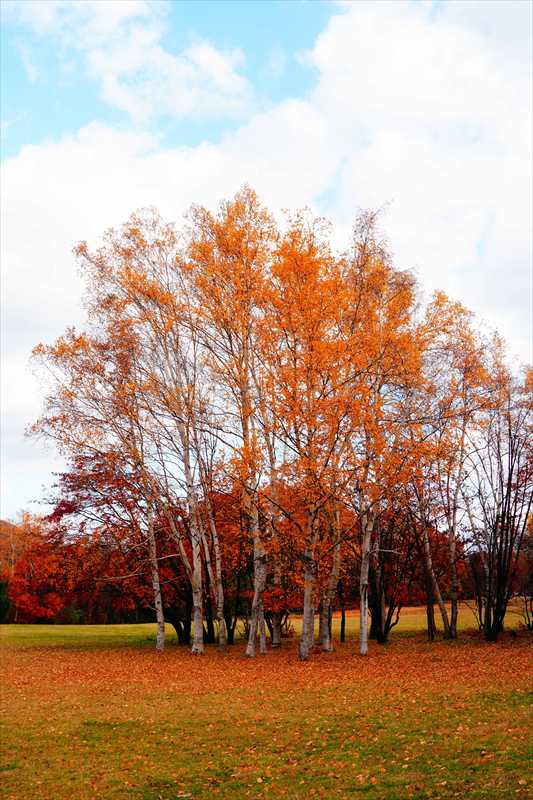 1125_札幌真駒内公園_北海道