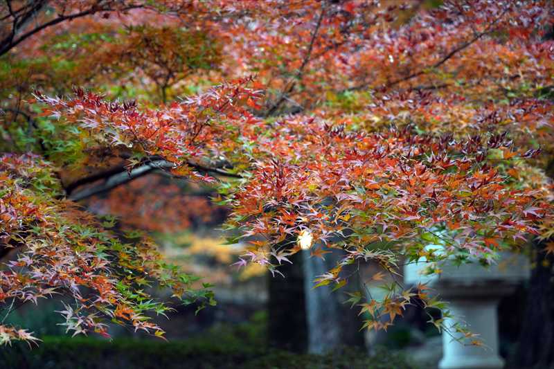 1001_高崎徳明園_群馬