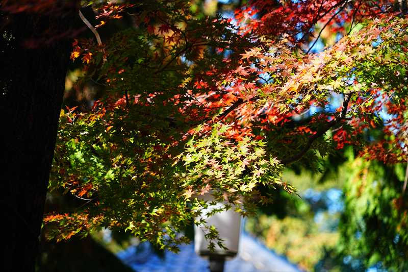 1006_川越喜多院_埼玉
