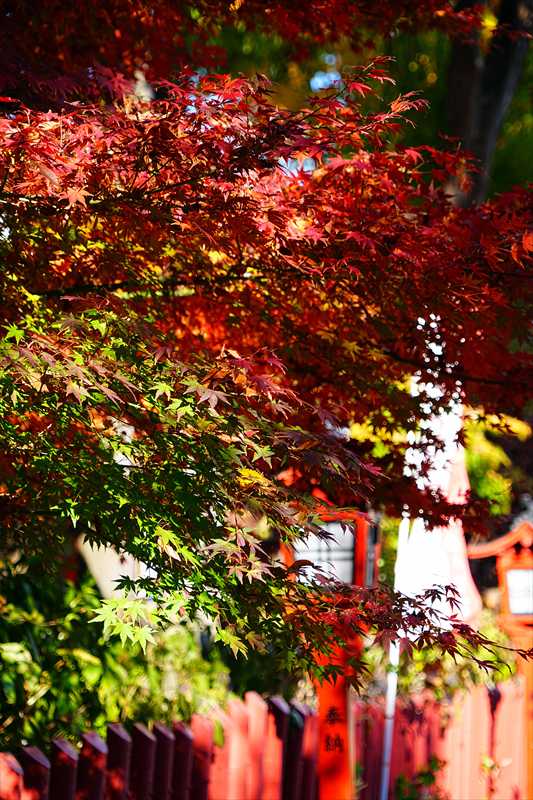 1008_川越八幡宮_埼玉