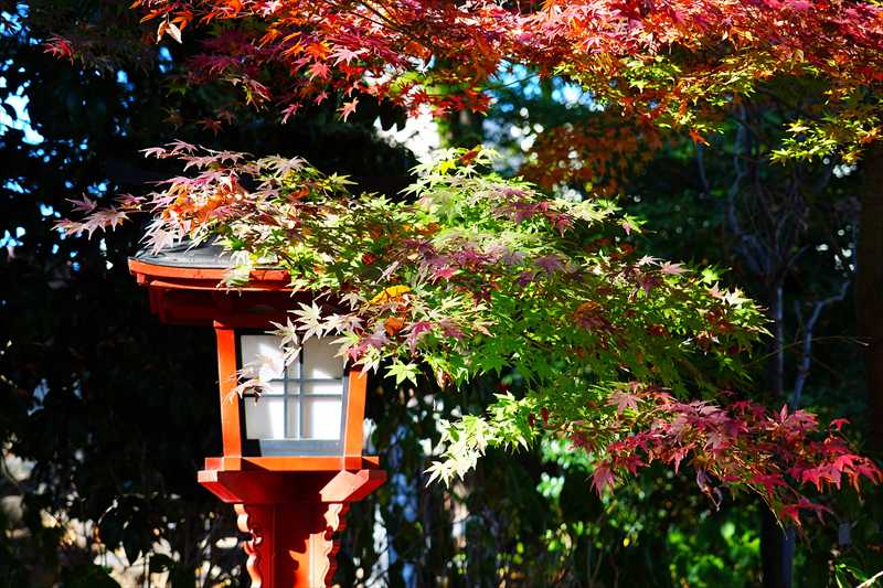1010_川越八幡宮_埼玉