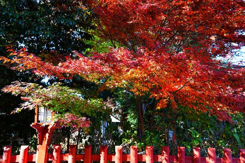 1011_川越八幡宮_埼玉