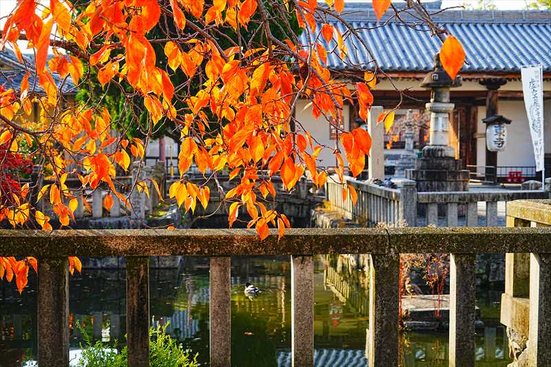 1153_洛中 東寺_京都