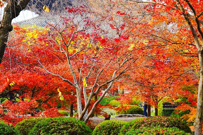 1132_洛中 東寺_京都
