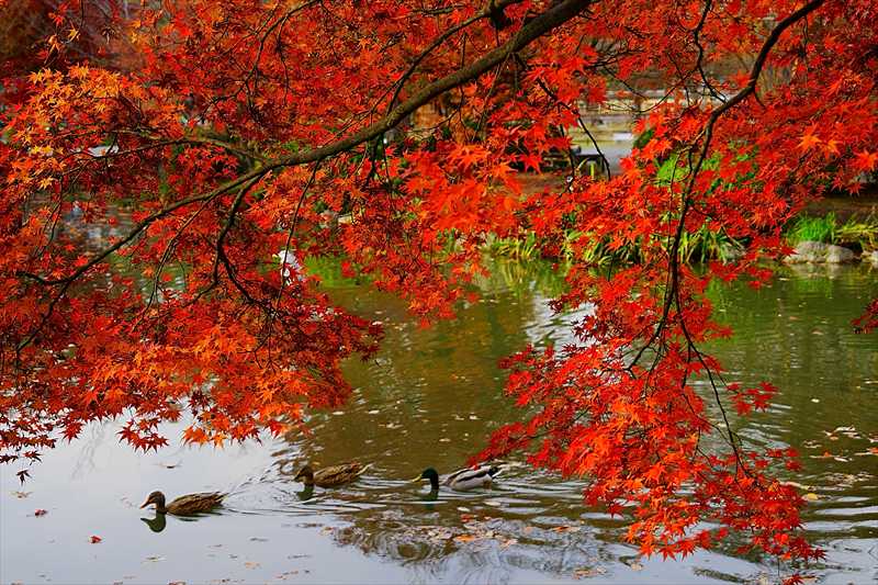 1133_洛中 東寺_京都