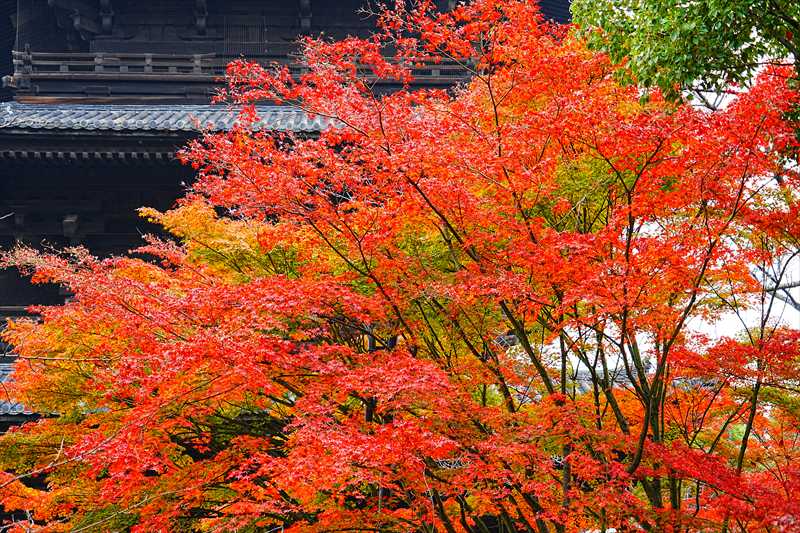 1135_洛中 東寺_京都