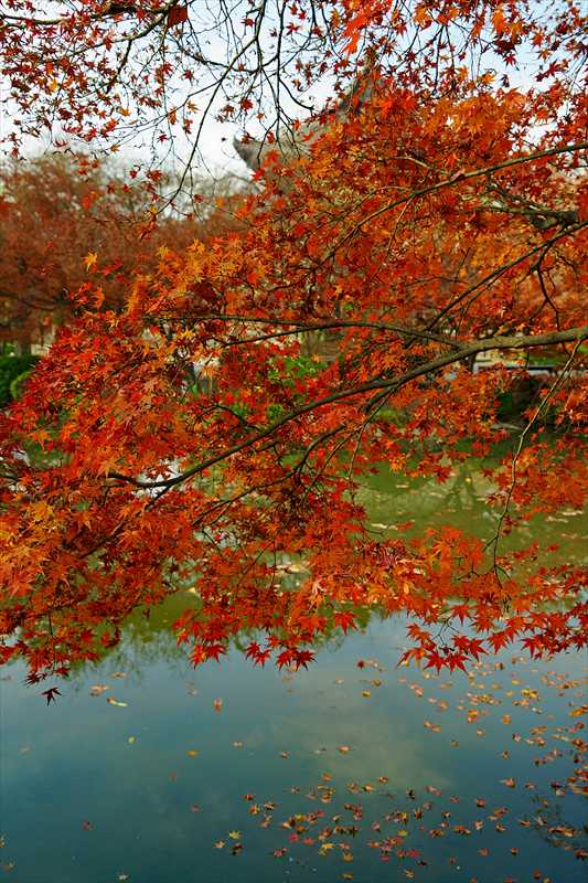 1141_洛中 東寺_京都